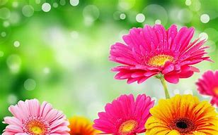 Image result for iPhone 6 iOS 8 Flower Wallpaper
