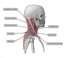 Image result for Cervical Spine Muscle Anatomy