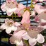 Image result for Penstemon Apple Blossom