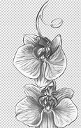 Image result for Cattleya Orchid Flower Drawing