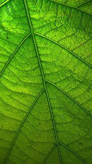 Image result for Green Leaf iPhone Wallpaper