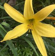 Image result for Hemerocallis Limoncello