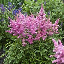 Image result for Astilbe Verssalmon ® (YOUNIQUE SALMON)