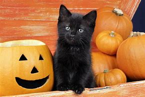 Image result for Halloween Kittens