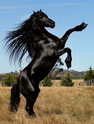 Image result for Friesian Horse Rearing