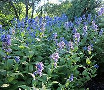Image result for Nepeta subsessilis Cool Cat