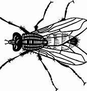 Image result for Fly Clip Art Black and White PNG