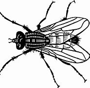 Image result for Black and White Fruit Fly Clip Art