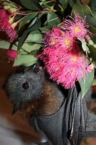 Image result for Beautiful Bats