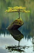 Image result for Perfect Things in Nature