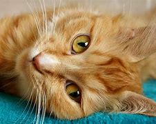 Image result for Happy Cat Purring