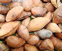 Image result for aguacao