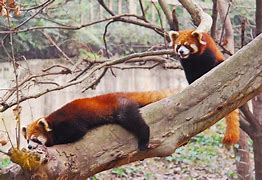 Image result for Dabbing Red Panda