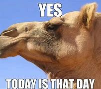 Image result for Wednesday Hump Day Graphics