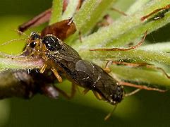Image result for "european-apple-sawfly"