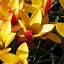 Tulipa clusiana var chrysantha Tubergens Gem కోసం చిత్ర ఫలితం
