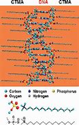Image result for Chemical Structure of DNA