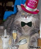 Image result for Happy New Year Kitten Funny