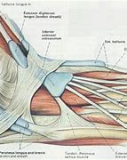 Image result for Foot Muscles and Tendons Anatomy