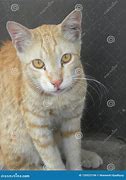 Image result for Red-Brown Cat