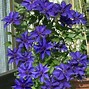 Image result for Clematis in Pots