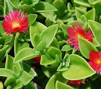 Image result for Red Apple Sun Rose Ground Cover