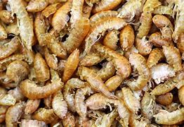 Image result for Isopod Meat