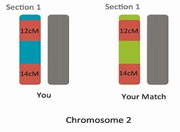 Image result for DNA Relationship Matrix