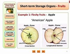 Image result for Apple Storage Organs