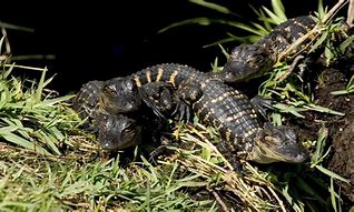 Image result for Baby Caiman Crocodile