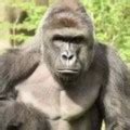 Image result for AAA Gorilla