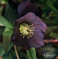 Image result for Helleborus orientalis blue lady