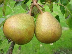 Image result for Pyrus communis Beurré d Anjou