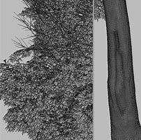 Image result for Geiger Tree