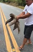 Image result for Man Save Sloth