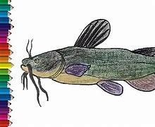 Image result for Easy Catfish Drawing