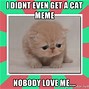Image result for Disappointed Cat Même