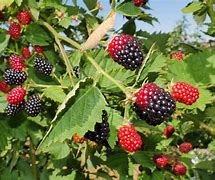 Image result for BlackBerry Overgrowth