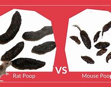 Image result for Rat or Mouse Poop