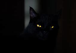 Image result for Scary Cat Eyes