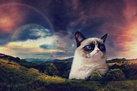 Image result for Grumpy Cat Computer