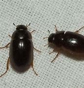 Image result for Black Beetle Like Bug