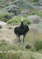 Image result for Struthio camelus