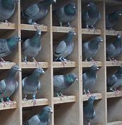 Image result for Pigeon 8 Sets