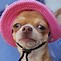 Image result for Perro Chihuahua Chistoso
