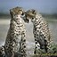 Image result for Glitter Cheetah Print Wallpaper