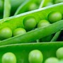 Image result for Pea Sized Meaning