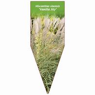 Miscanthus sinensis Vanilla に対する画像結果