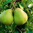 Image result for Thang Orchards