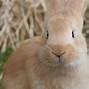 Image result for Cute Bunnies